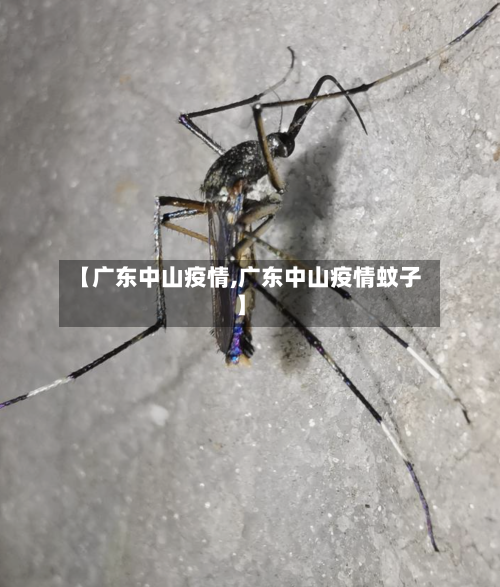 【广东中山疫情,广东中山疫情蚊子】